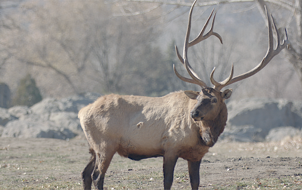 ElkMovies: Videos and information about the magnificent elk that roam the Tehachapi Mountains